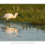 Spatule blanche (Platalea leucorodia - Eurasian Spoonbill) en train de chercher sa nourriture et de pÃªcher des poissons le long des rives d'un Ã©tang garni de roseaux en Baie de Somme. Saison : Printemps - Lieu : Marais du Crotoy, Le Crotoy, Baie de Somme, Somme, Picardie, France