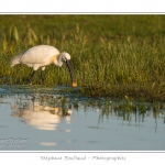 Spatule blanche (Platalea leucorodia - Eurasian Spoonbill) en train de chercher sa nourriture et de pÃªcher des poissons le long des rives d'un Ã©tang garni de roseaux en Baie de Somme. Saison : Printemps - Lieu : Marais du Crotoy, Le Crotoy, Baie de Somme, Somme, Picardie, France