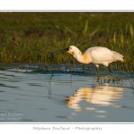 Spatule blanche (Platalea leucorodia - Eurasian Spoonbill) en train de chercher sa nourriture et de pÃªcher des poissons le long des rives d'un Ã©tang garni de roseaux en Baie de Somme. Saison : Printemps - Lieu : Marais du Crotoy, Le Crotoy, Baie de Somme, Somme, Picardie, France