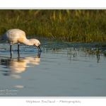 Spatule blanche (Platalea leucorodia - Eurasian Spoonbill) en train de chercher sa nourriture et de pÃªcher des poissons le long des rives d'un Ã©tang garni de roseaux en Baie de Somme. Saison : Printemps - Lieu : Marais du Crotoy, Le Crotoy, Baie de Somme, Somme, Picardie, France