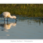 Spatule blanche (Platalea leucorodia - Eurasian Spoonbill) en train de chercher sa nourriture et de pÃªcher des poissons le long des rives d'un Ã©tang garni de roseaux en Baie de Somme. Saison : Printemps - Lieu : Marais du Crotoy, Le Crotoy, Baie de Somme, Somme, Picardie, France