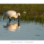 Spatule blanche (Platalea leucorodia - Eurasian Spoonbill) en train de chercher sa nourriture et de pÃªcher des poissons le long des rives d'un Ã©tang garni de roseaux en Baie de Somme. Saison : Printemps - Lieu : Marais du Crotoy, Le Crotoy, Baie de Somme, Somme, Picardie, France