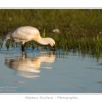 Spatule blanche (Platalea leucorodia - Eurasian Spoonbill) en train de chercher sa nourriture et de pÃªcher des poissons le long des rives d'un Ã©tang garni de roseaux en Baie de Somme. Saison : Printemps - Lieu : Marais du Crotoy, Le Crotoy, Baie de Somme, Somme, Picardie, France