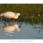 Spatule blanche (Platalea leucorodia - Eurasian Spoonbill) en train de chercher sa nourriture et de pÃªcher des poissons le long des rives d'un Ã©tang garni de roseaux en Baie de Somme. Saison : Printemps - Lieu : Marais du Crotoy, Le Crotoy, Baie de Somme, Somme, Picardie, France