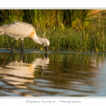 Spatule blanche (Platalea leucorodia - Eurasian Spoonbill) en train de chercher sa nourriture et de pÃªcher des poissons le long des rives d'un Ã©tang garni de roseaux en Baie de Somme. Saison : Printemps - Lieu : Marais du Crotoy, Le Crotoy, Baie de Somme, Somme, Picardie, France