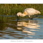 Spatule blanche (Platalea leucorodia - Eurasian Spoonbill) en train de chercher sa nourriture et de pÃªcher des poissons le long des rives d'un Ã©tang garni de roseaux en Baie de Somme. Saison : Printemps - Lieu : Marais du Crotoy, Le Crotoy, Baie de Somme, Somme, Picardie, France