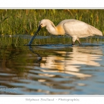 Spatule blanche (Platalea leucorodia - Eurasian Spoonbill) en train de chercher sa nourriture et de pÃªcher des poissons le long des rives d'un Ã©tang garni de roseaux en Baie de Somme. Saison : Printemps - Lieu : Marais du Crotoy, Le Crotoy, Baie de Somme, Somme, Picardie, France