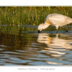 Spatule blanche (Platalea leucorodia - Eurasian Spoonbill) en train de chercher sa nourriture et de pÃªcher des poissons le long des rives d'un Ã©tang garni de roseaux en Baie de Somme. Saison : Printemps - Lieu : Marais du Crotoy, Le Crotoy, Baie de Somme, Somme, Picardie, France