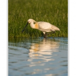 Spatule blanche (Platalea leucorodia - Eurasian Spoonbill) en train de chercher sa nourriture et de pÃªcher des poissons le long des rives d'un Ã©tang garni de roseaux en Baie de Somme. Saison : Printemps - Lieu : Marais du Crotoy, Le Crotoy, Baie de Somme, Somme, Picardie, France