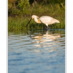 Spatule blanche (Platalea leucorodia - Eurasian Spoonbill) en train de chercher sa nourriture et de pÃªcher des poissons le long des rives d'un Ã©tang garni de roseaux en Baie de Somme. Saison : Printemps - Lieu : Marais du Crotoy, Le Crotoy, Baie de Somme, Somme, Picardie, France