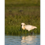 Spatule blanche (Platalea leucorodia - Eurasian Spoonbill) en train de chercher sa nourriture et de pÃªcher des poissons le long des rives d'un Ã©tang garni de roseaux en Baie de Somme. Saison : Printemps - Lieu : Marais du Crotoy, Le Crotoy, Baie de Somme, Somme, Picardie, France