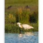 Spatule blanche (Platalea leucorodia - Eurasian Spoonbill) en train de chercher sa nourriture et de pÃªcher des poissons le long des rives d'un Ã©tang garni de roseaux en Baie de Somme. Saison : Printemps - Lieu : Marais du Crotoy, Le Crotoy, Baie de Somme, Somme, Picardie, France