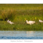 Spatule blanche (Platalea leucorodia - Eurasian Spoonbill) en train de chercher sa nourriture et de pÃªcher des poissons le long des rives d'un Ã©tang garni de roseaux en Baie de Somme. Saison : Printemps - Lieu : Marais du Crotoy, Le Crotoy, Baie de Somme, Somme, Picardie, France