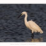 Aigrette_garzette_26_07_2016_002-border