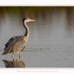 Heron_cendre_26_07_2016_001-border