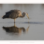 Heron_cendre_26_07_2016_003-border