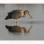 Heron_cendre_26_07_2016_005-border