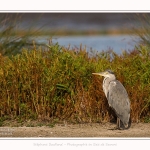 Heron_cendre_26_07_2016_020-border