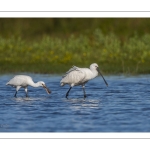 Spatule blanche
Platalea leucorodia - Eurasian Spoonbill