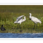 Spatule blanchePlatalea leucorodia - Eurasian Spoonbill