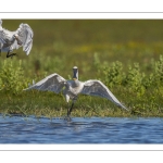 Spatule blanchePlatalea leucorodia - Eurasian Spoonbill