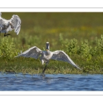 Spatule blanchePlatalea leucorodia - Eurasian Spoonbill