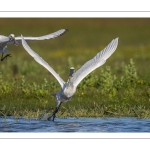 Spatule blanche
Platalea leucorodia - Eurasian Spoonbill