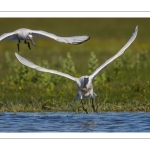 Spatule blanchePlatalea leucorodia - Eurasian Spoonbill