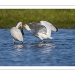 Spatule blanchePlatalea leucorodia - Eurasian Spoonbill