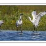 Spatule blanche
Platalea leucorodia - Eurasian Spoonbill