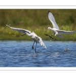 Spatule blanchePlatalea leucorodia - Eurasian Spoonbill