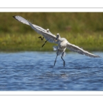 Spatule blanche
Platalea leucorodia - Eurasian Spoonbill