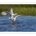 Spatule blanchePlatalea leucorodia - Eurasian Spoonbill