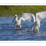 Spatule blanchePlatalea leucorodia - Eurasian Spoonbill