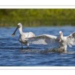 Spatule blanchePlatalea leucorodia - Eurasian Spoonbill