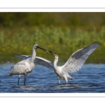 Spatule blanchePlatalea leucorodia - Eurasian Spoonbill