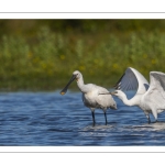 Spatule blanche
Platalea leucorodia - Eurasian Spoonbill