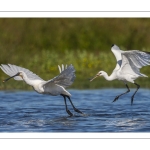 Spatule blanchePlatalea leucorodia - Eurasian Spoonbill