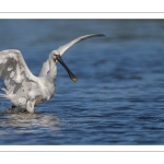 Spatule blanche
Platalea leucorodia - Eurasian Spoonbill