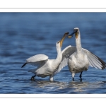 Spatule blanchePlatalea leucorodia - Eurasian Spoonbill