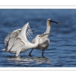 Spatule blanchePlatalea leucorodia - Eurasian Spoonbill