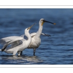 Spatule blanche
Platalea leucorodia - Eurasian Spoonbill