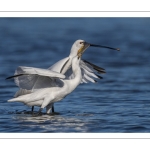 Spatule blanche
Platalea leucorodia - Eurasian Spoonbill