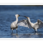 Spatule blanchePlatalea leucorodia - Eurasian Spoonbill