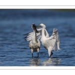 Spatule blanche
Platalea leucorodia - Eurasian Spoonbill