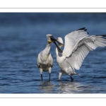 Spatule blanche
Platalea leucorodia - Eurasian Spoonbill