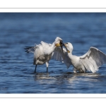 Spatule blanchePlatalea leucorodia - Eurasian Spoonbill