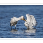 Spatule blanchePlatalea leucorodia - Eurasian Spoonbill