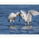 Spatule blanchePlatalea leucorodia - Eurasian Spoonbill