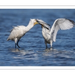 Spatule blanchePlatalea leucorodia - Eurasian Spoonbill